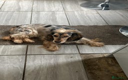 Cocker Spaniel dogs for sale:  💛 Gentle & Loving 5-Year-Old Show Cocker Spaniel - Image 3