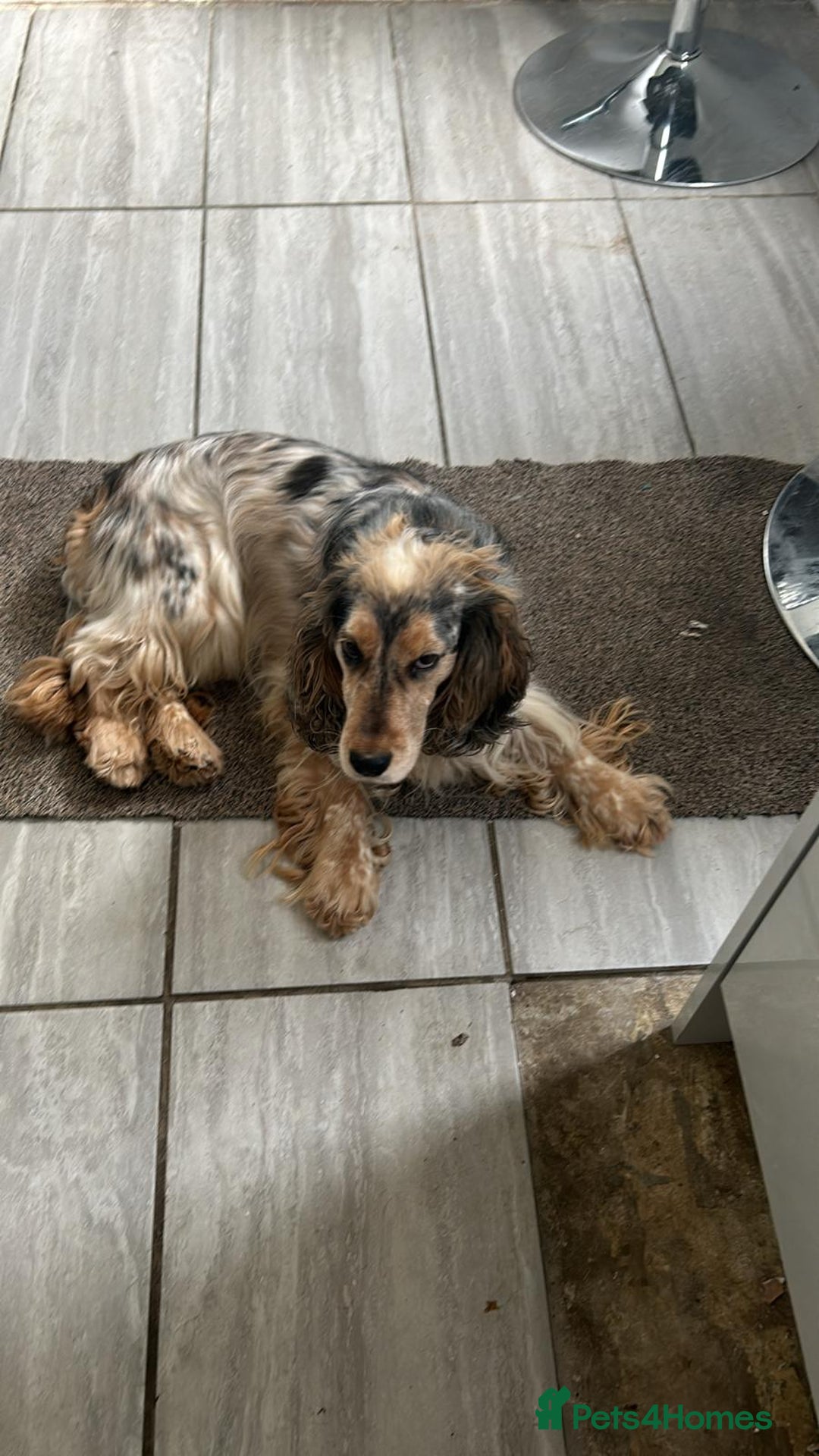 Cocker Spaniel dogs for sale:  💛 Gentle & Loving 5-Year-Old Show Cocker Spaniel - Image 3