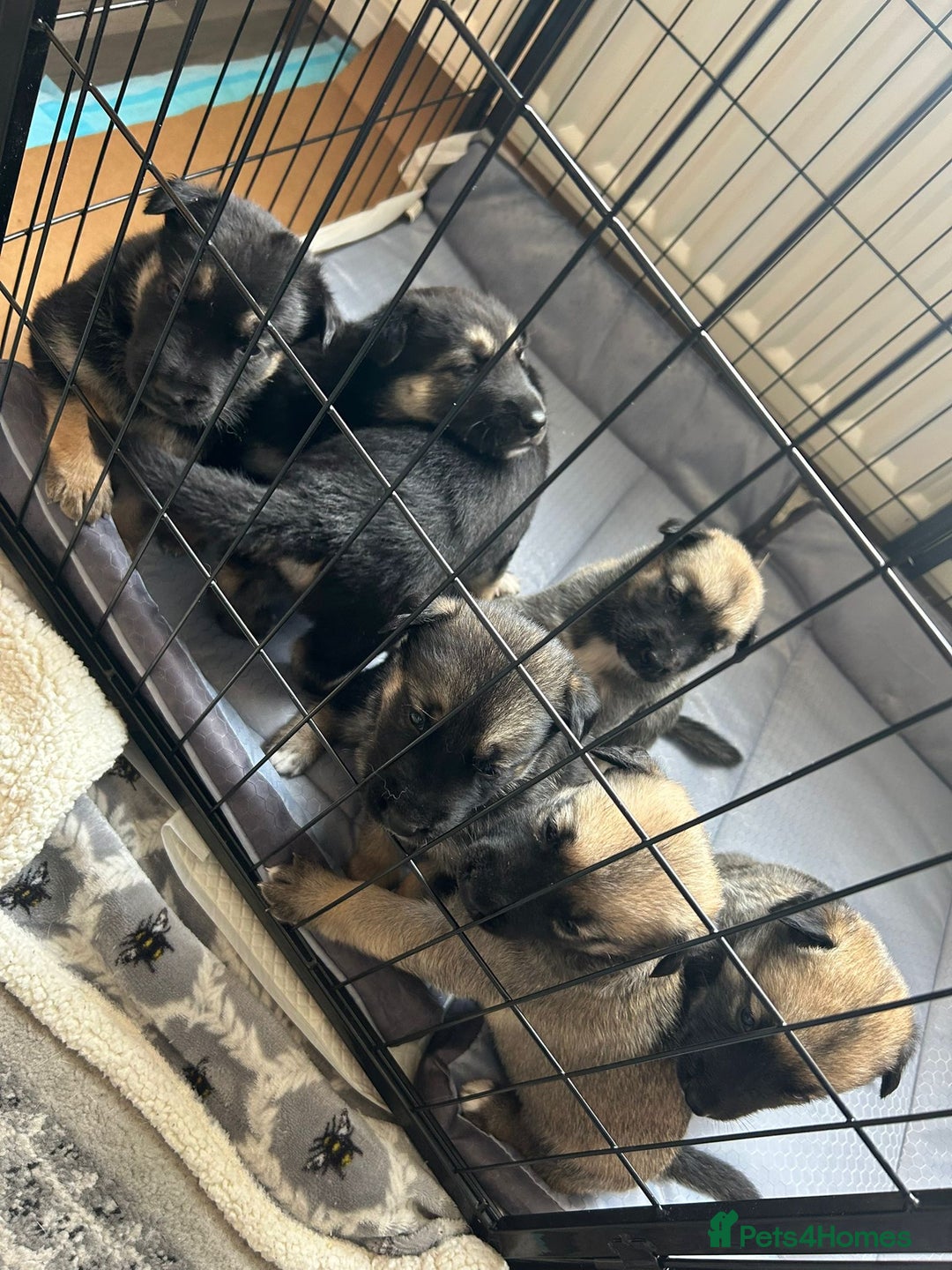 Shepsky dogs for sale: Shepsky - Image 22