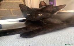 Mixed Breed cats for sale: 4 beautiful black kittens - Image 9