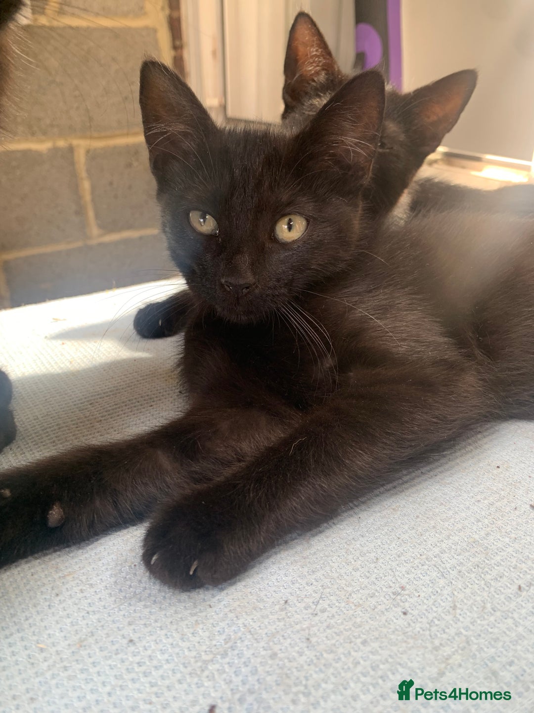 Mixed Breed cats for sale: 4 beautiful black kittens - Image 9