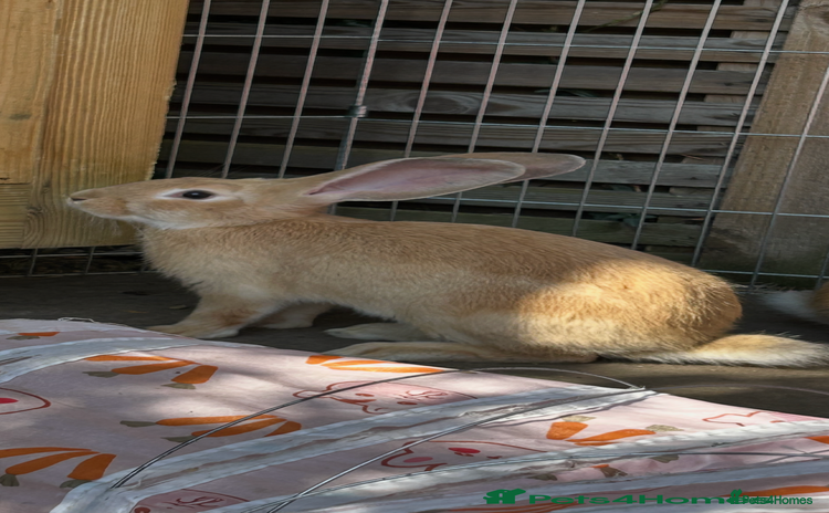 Continental Giant rabbits - Advert 3