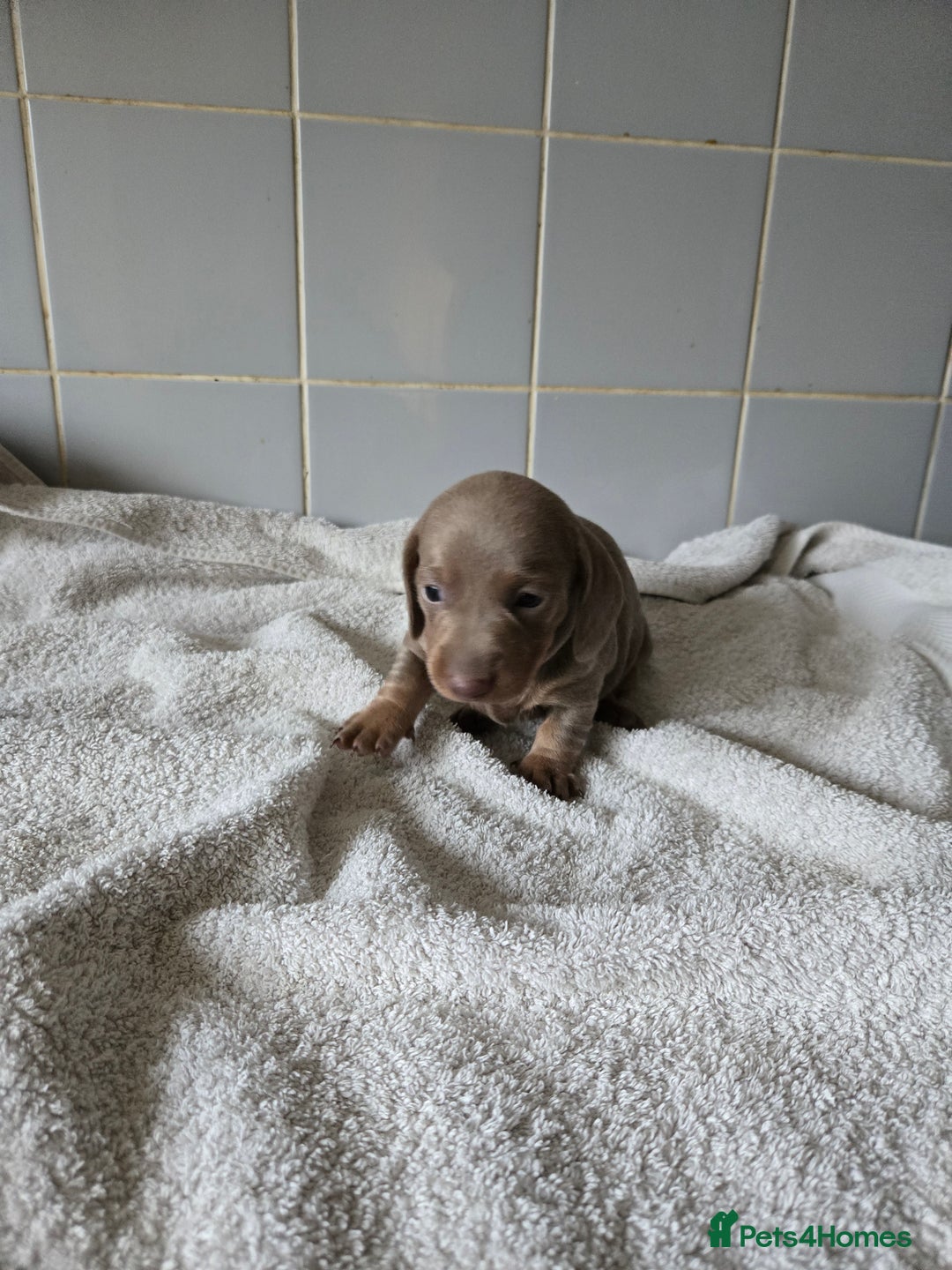 Miniature Dachshund dogs for sale: Miniature Dachshand girls  - Advert 4