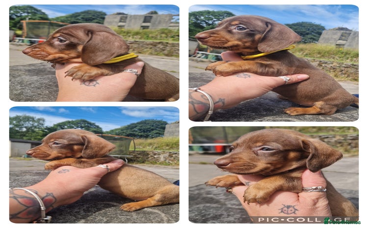 Miniature Dachshund dogs - Advert 2