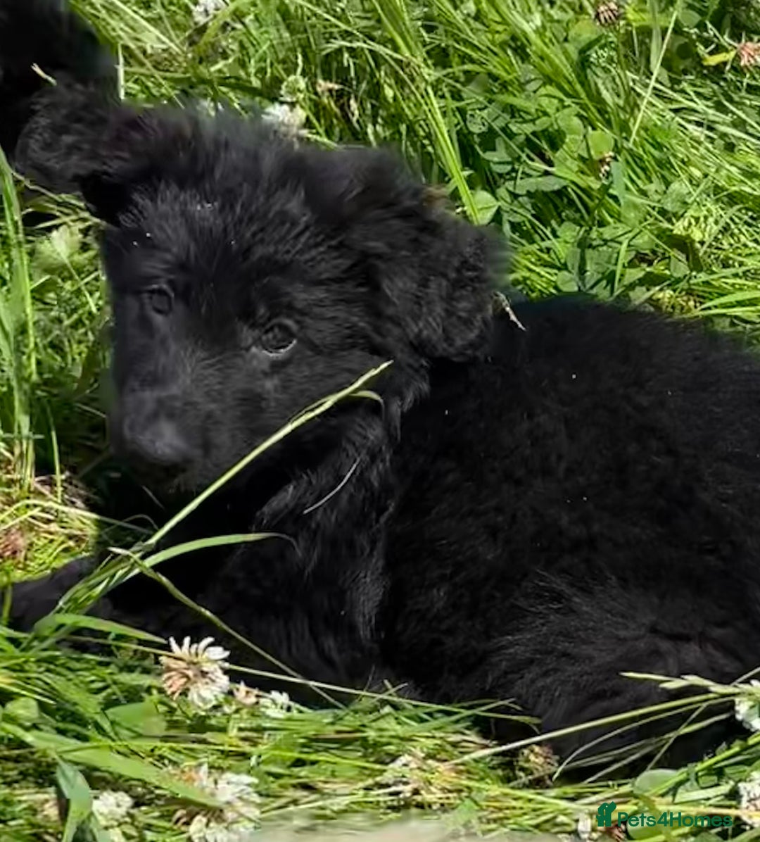 German Shepherd dogs for sale: German shepherd pups KC registered  - Image 2
