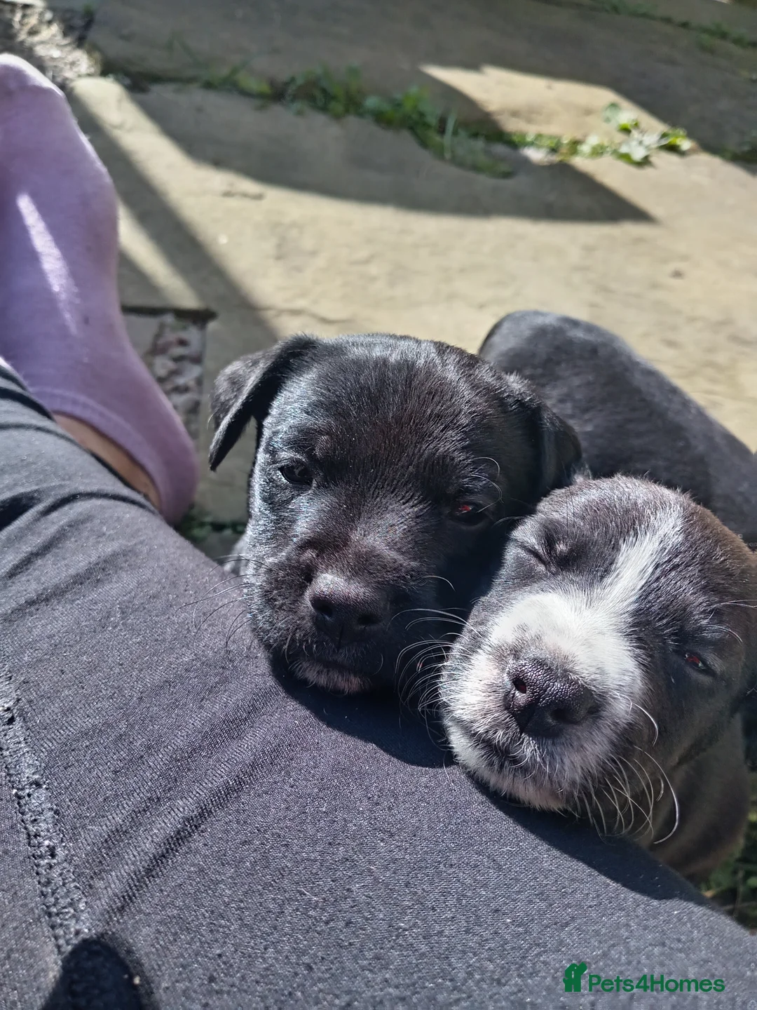 Patterjack dogs for sale: Beautiful Patterjack Pups - Advert 2