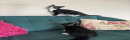 Domestic Shorthair cats for sale: Beautiful Kittens Ready for Their Forever Homes! - Advert 13