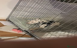 Dalmatian dogs for sale: Dalamatian puppy for sale  - Image 8