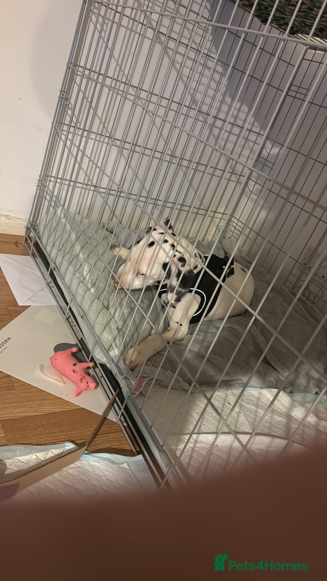 Dalmatian dogs for sale: Dalamatian puppy for sale  - Image 8