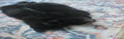 Mixed Breed cats for sale: Two male back Kittens  in Bristol - Advert 4