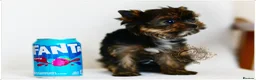 Yorkshire Terrier dogs for sale: READY NOW FULLY VACCINATED MINIATURE YORKIE KC DNA - Advert 6