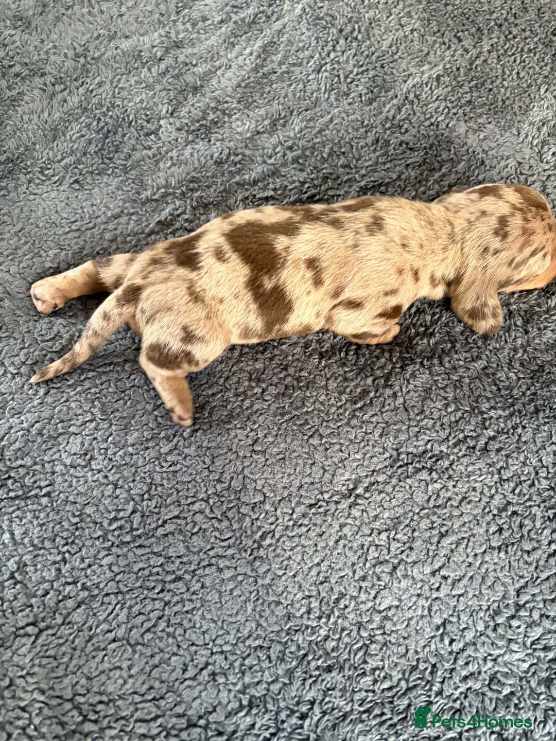 Dachshund dogs for sale: 4 absolutely gorgeous dachshund girls  - Advert 20