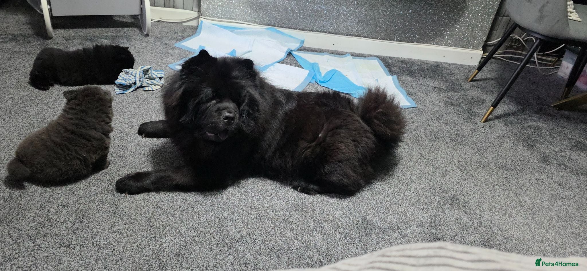 Chow Chow dogs Kc registered violet chow chows  - Advert 5