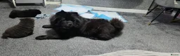 Chow Chow dogs for sale: Kc registered violet chow chows  - Advert 1
