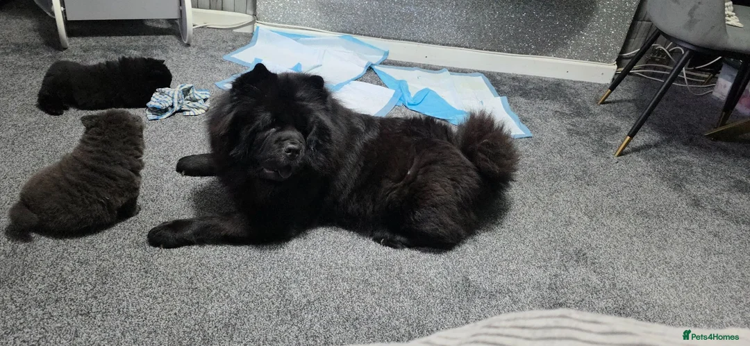 Chow Chow dogs for sale: Kc registered violet chow chows  - Advert 1