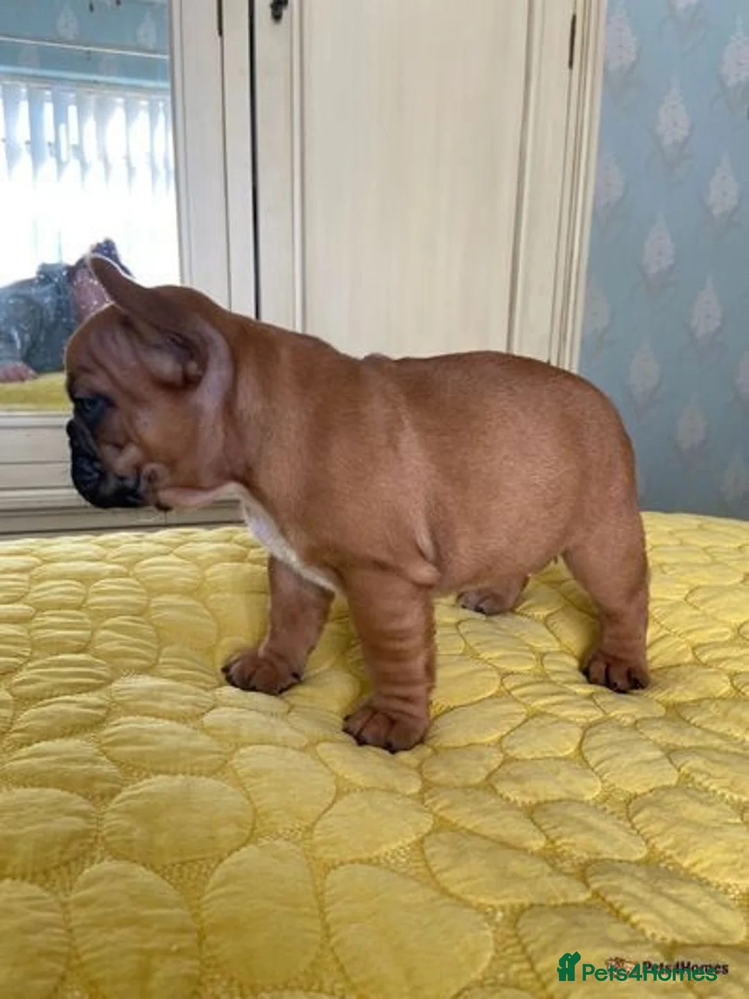 French Bulldog dogs for stud: 💥3x Ch Rocky of Empire OB UK💥FBCE Silver Tested in Doncaster - Advert 28
