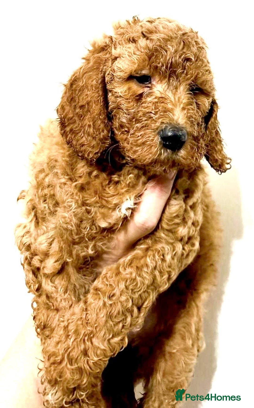 Mixed Breed dogs for sale: Irish doodle x Poodle Pointer puppies. Stunning!!! - Advert 4