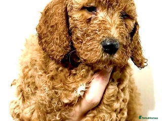Mixed Breed dogs Irish doodle x Poodle Pointer puppies. Stunning!!! - Advert 4