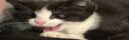 Mixed Breed cats for sale: Adorable kittens needing loving forever homes 🐾 - Advert 4