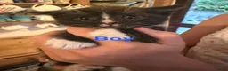 Mixed Breed cats for sale: Friendly farm kittens 2b 1g  - Advert 17