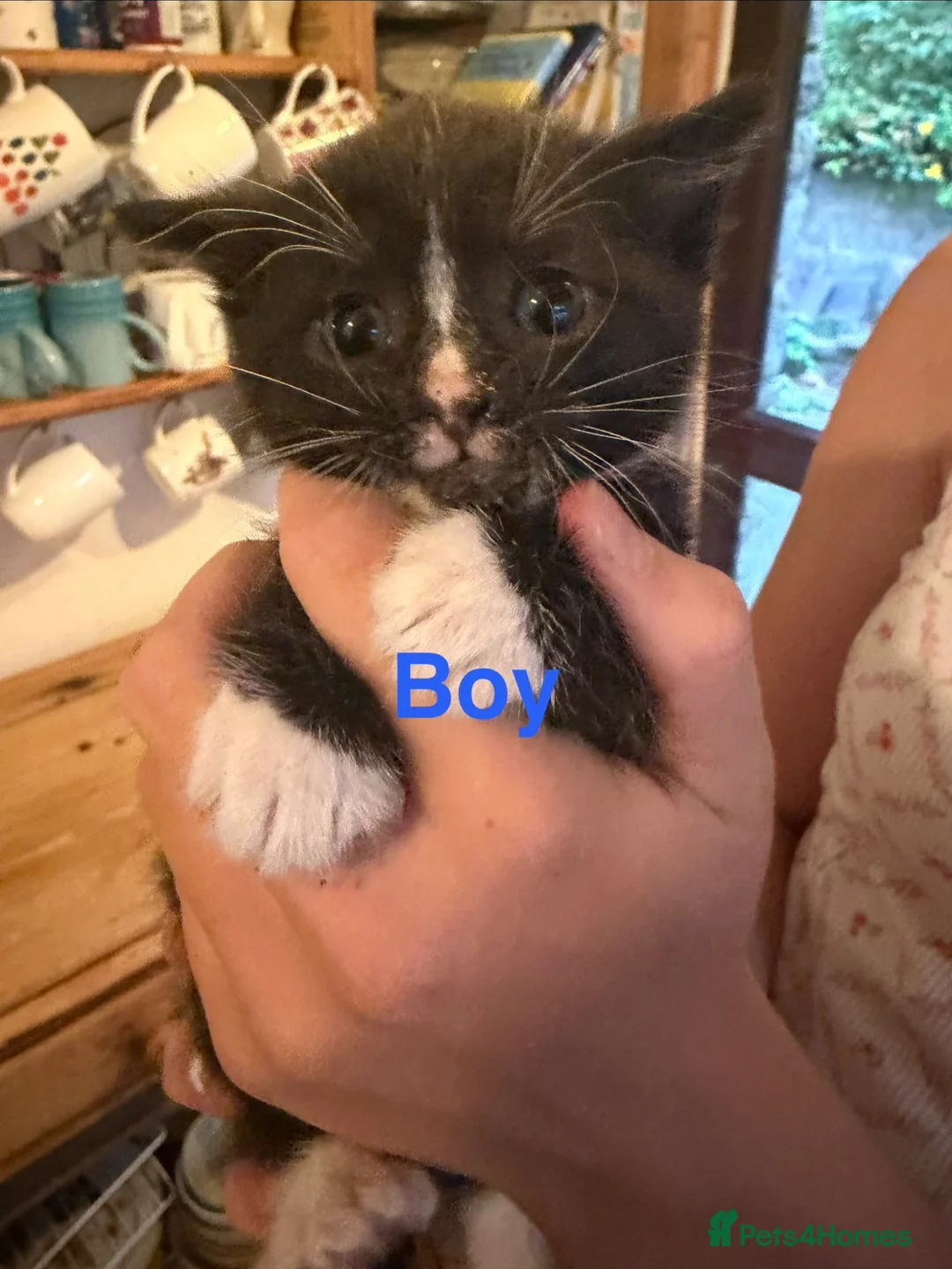 Mixed Breed cats for sale: Friendly farm kittens 2b 1g  - Advert 17