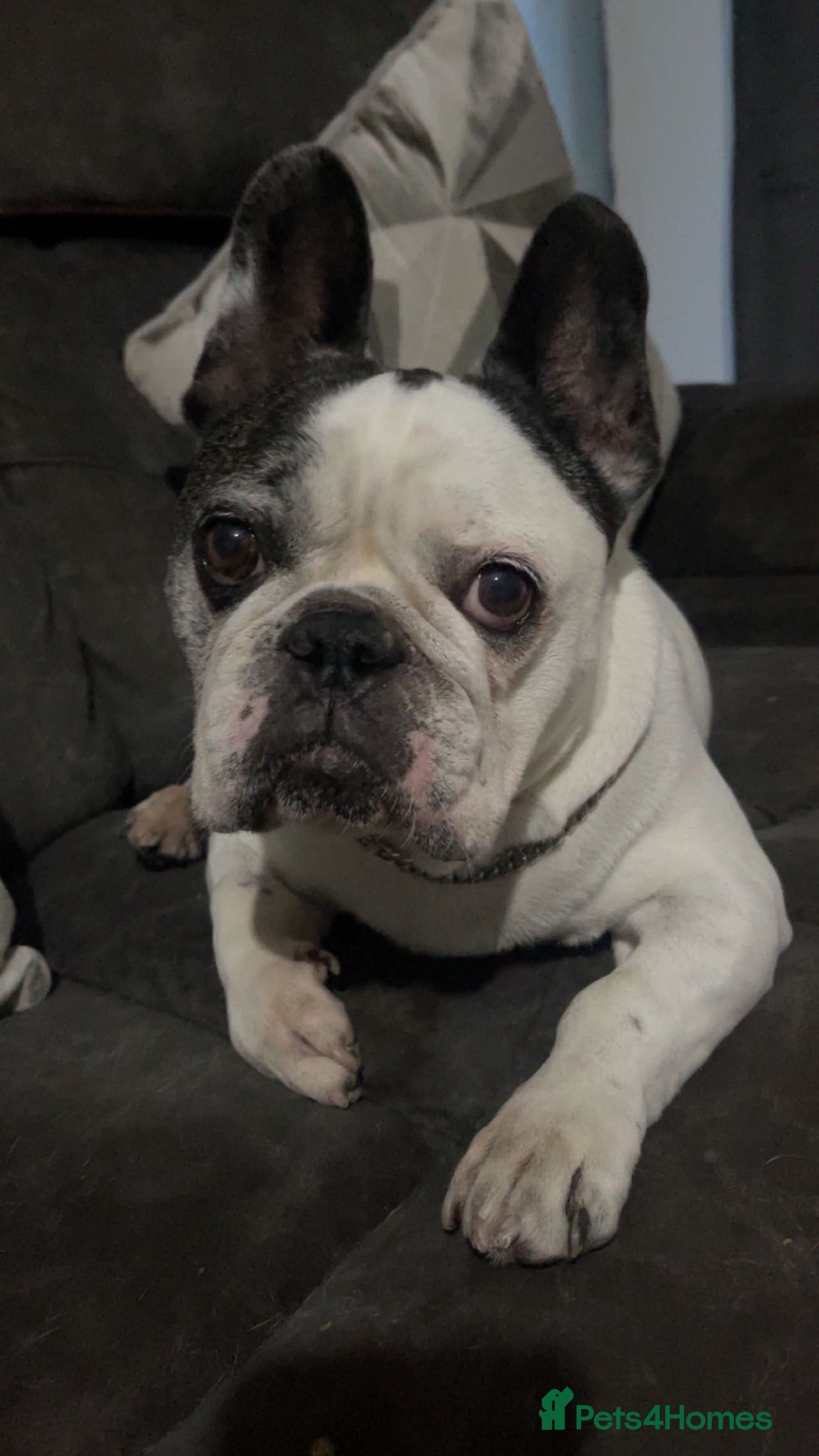 French Bulldog dogs Sheldon  **   - Advert 1