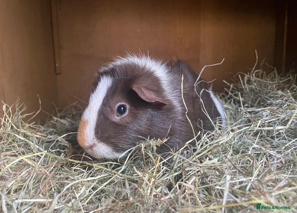 Guinea Pig rodents Two Male Guinea Pigs - Advert 6