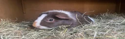 Guinea Pig rodents for sale: Two Male Guinea Pigs - Advert 1