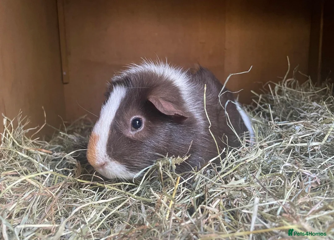 Guinea Pig rodents for sale: Two Male Guinea Pigs - Advert 1