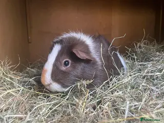 Guinea Pig rodents Two Male Guinea Pigs - Advert 6