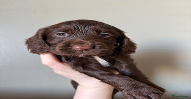 Cocker Spaniel dogs Working Cocker Spaniel Puppies - Advert 10