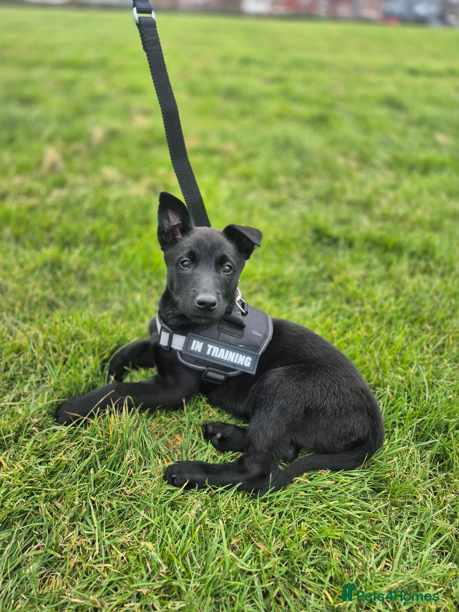 Belgian Shepherd Dog dogs Belgian malinois girl - Advert 1