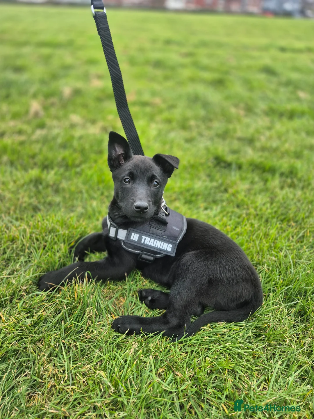 Belgian Shepherd Dog dogs for sale: Belgian malinois girl in Mansfield - Advert 1