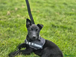 Belgian Shepherd Dog dogs Belgian malinois girl - Advert 5