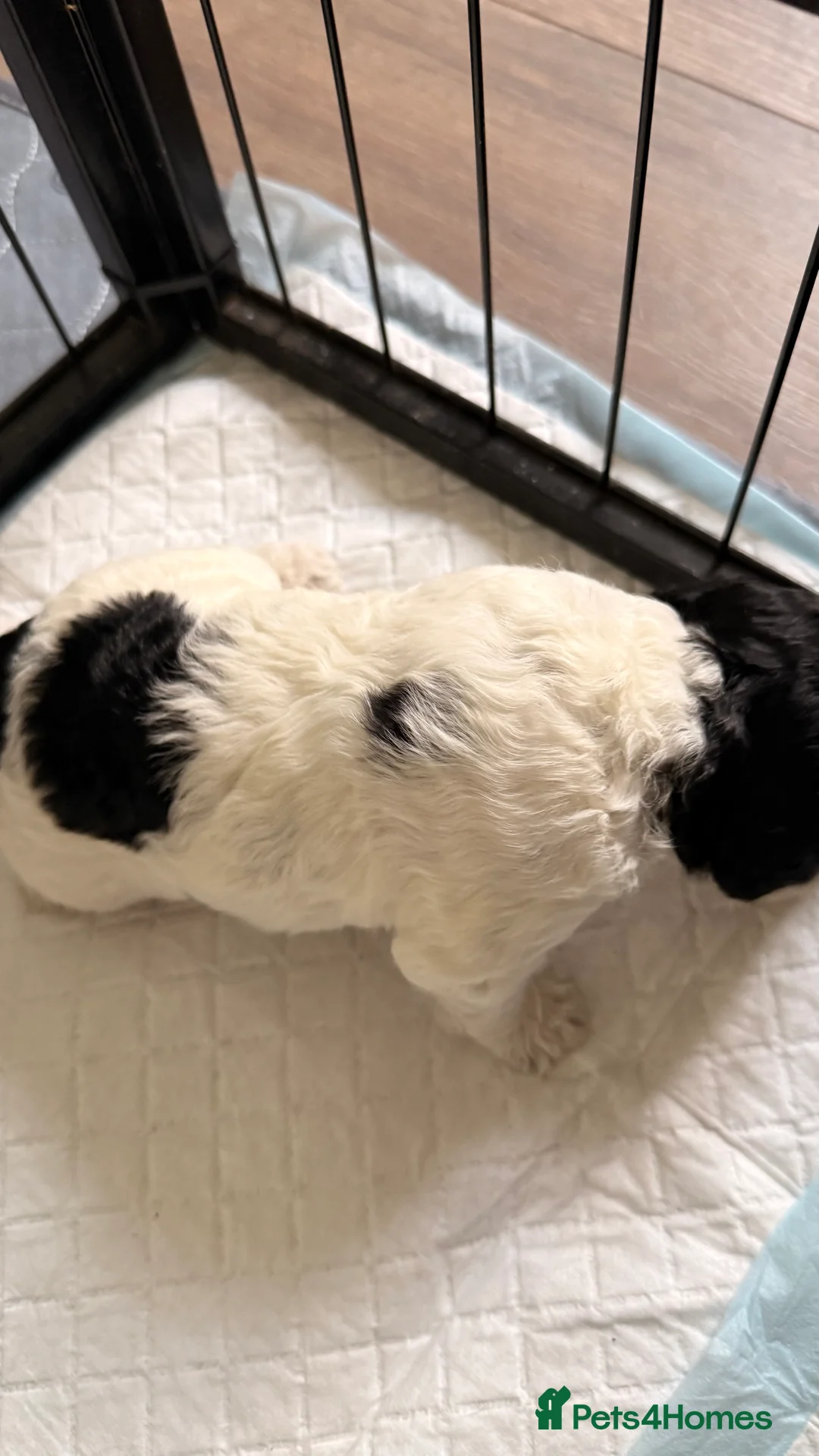 Cockapoo dogs for sale: 1 GIRL LEFT 🐾 Stunning F2 Cockapoo Pups - Advert 2