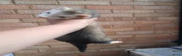 Ferret rodents for sale: 10 week old kits - Advert 3