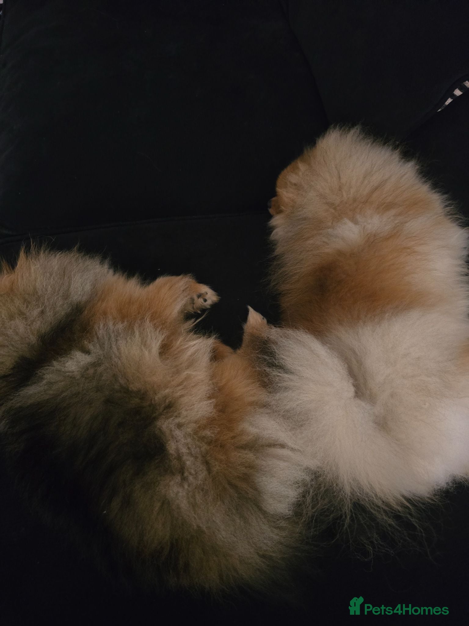 Pomeranian dogs Micro Teddy Poms Coco & Gigi - 12 & 8 Months - Advert 2