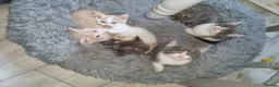 Mixed Breed cats for sale: Kittens looking for there forever homes. - Advert 22