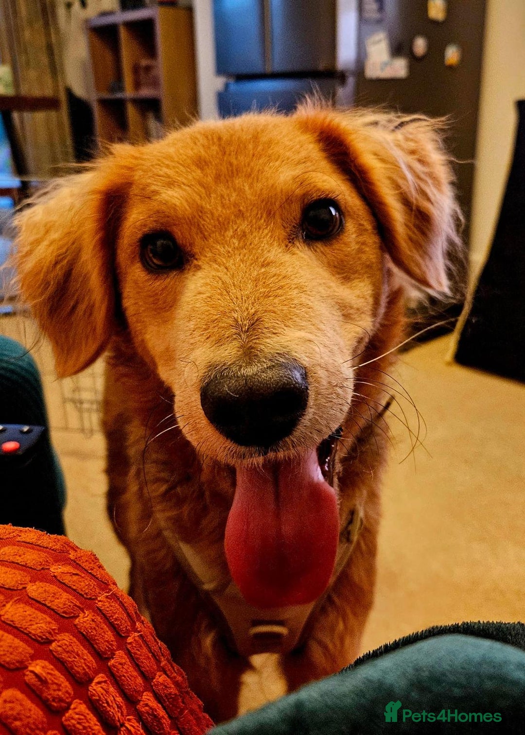Mixed Breed dogs for adoption: Sweet Nathan Is looking for Love  - Image 7