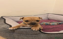 Jack Russell dogs for sale: Miniature Jack Russell’s (docked) - Image 7