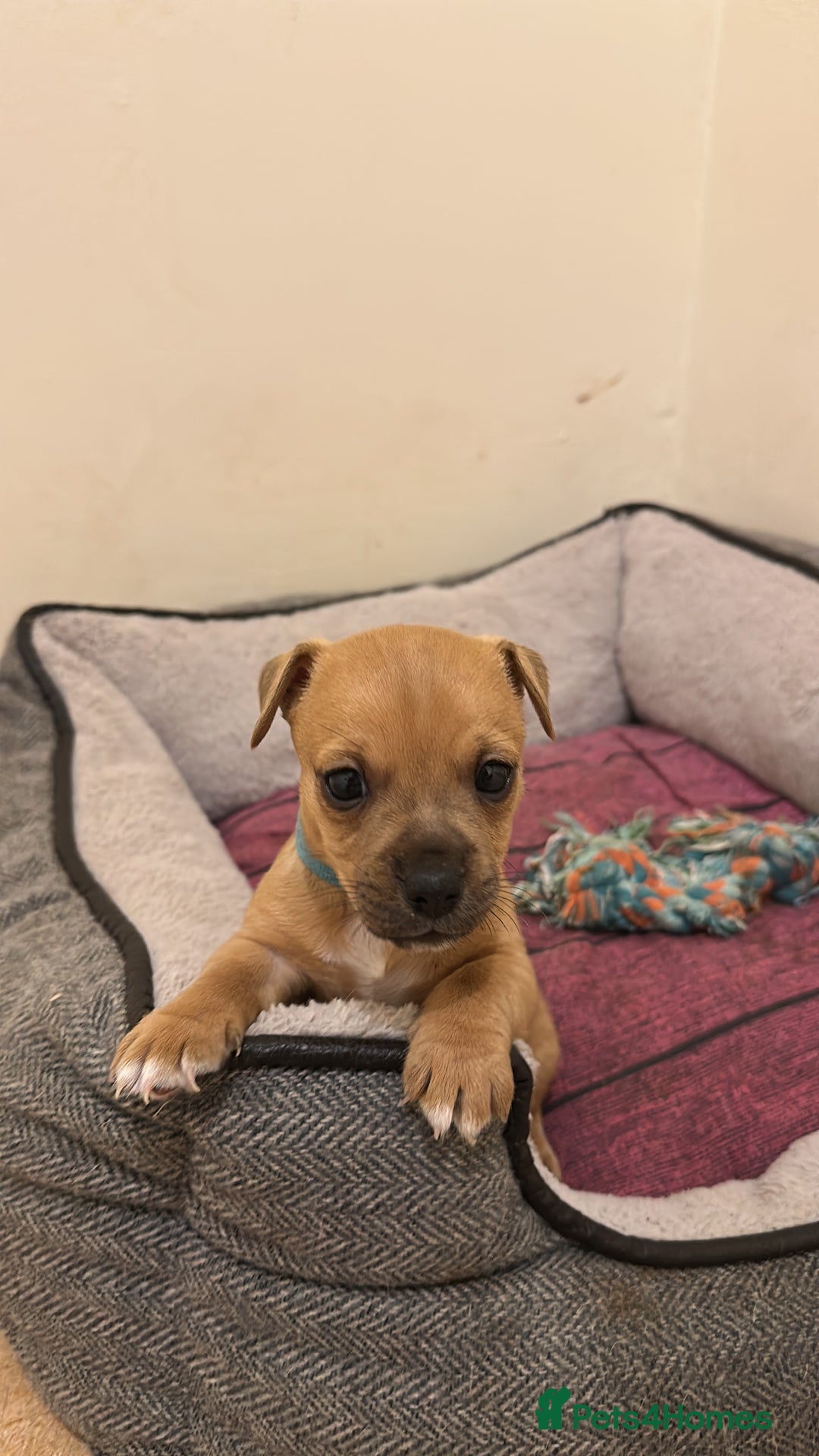 Jack Russell dogs for sale: Miniature Jack Russell’s (docked) - Image 7