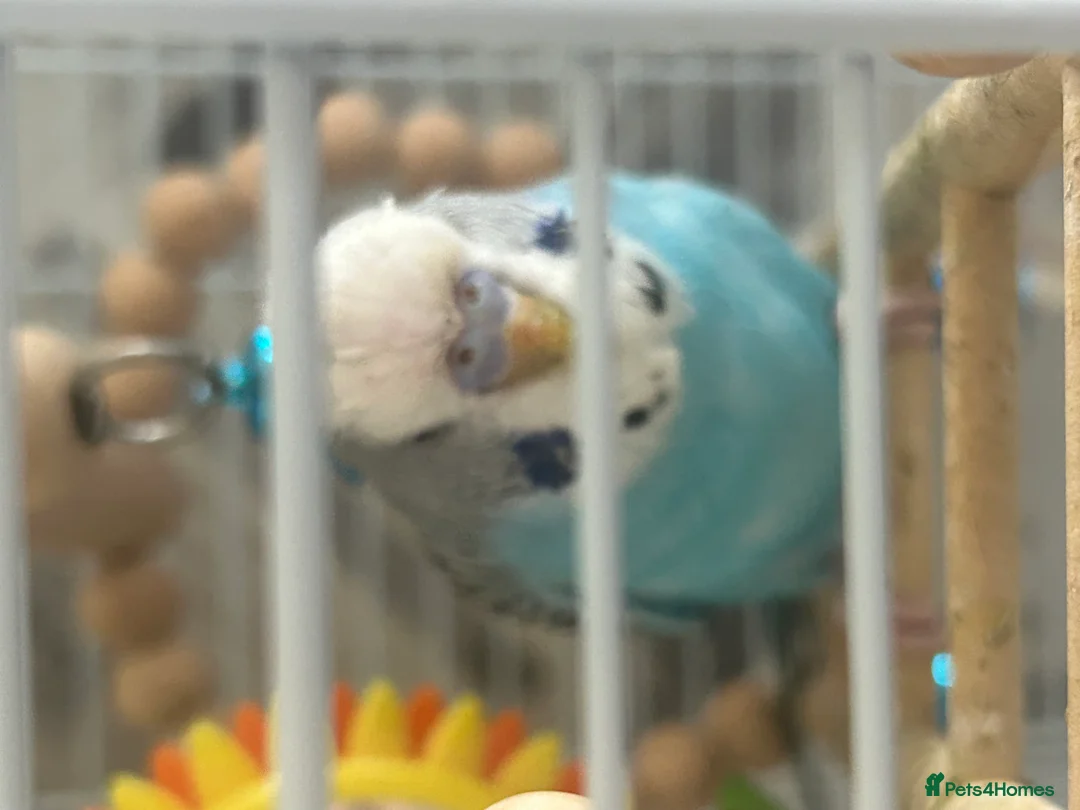 Budgerigars birds for sale: Two young budgies with setup included. - Advert 1