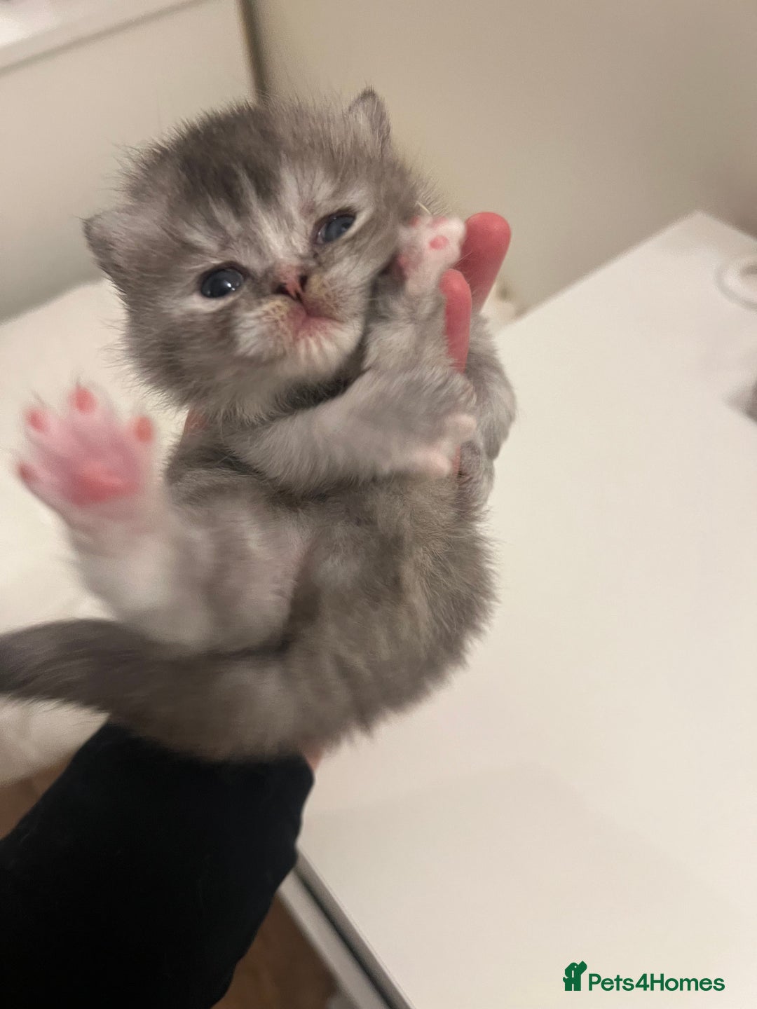 British Shorthair cats for sale: Chunky British Shorthair Kittens - Advert 14