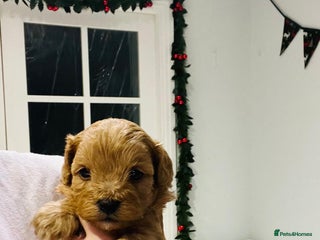 Cavapoo dogs Stunning F1b Cavapoo puppies - Advert 10