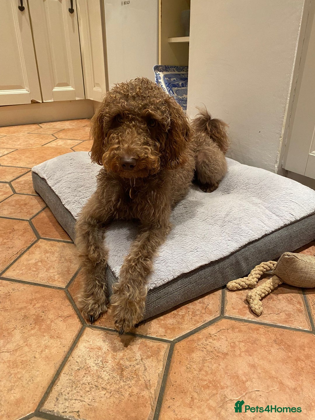 Australian Labradoodle dogs for sale: *waiting list* Australian labradoodles - Image 16
