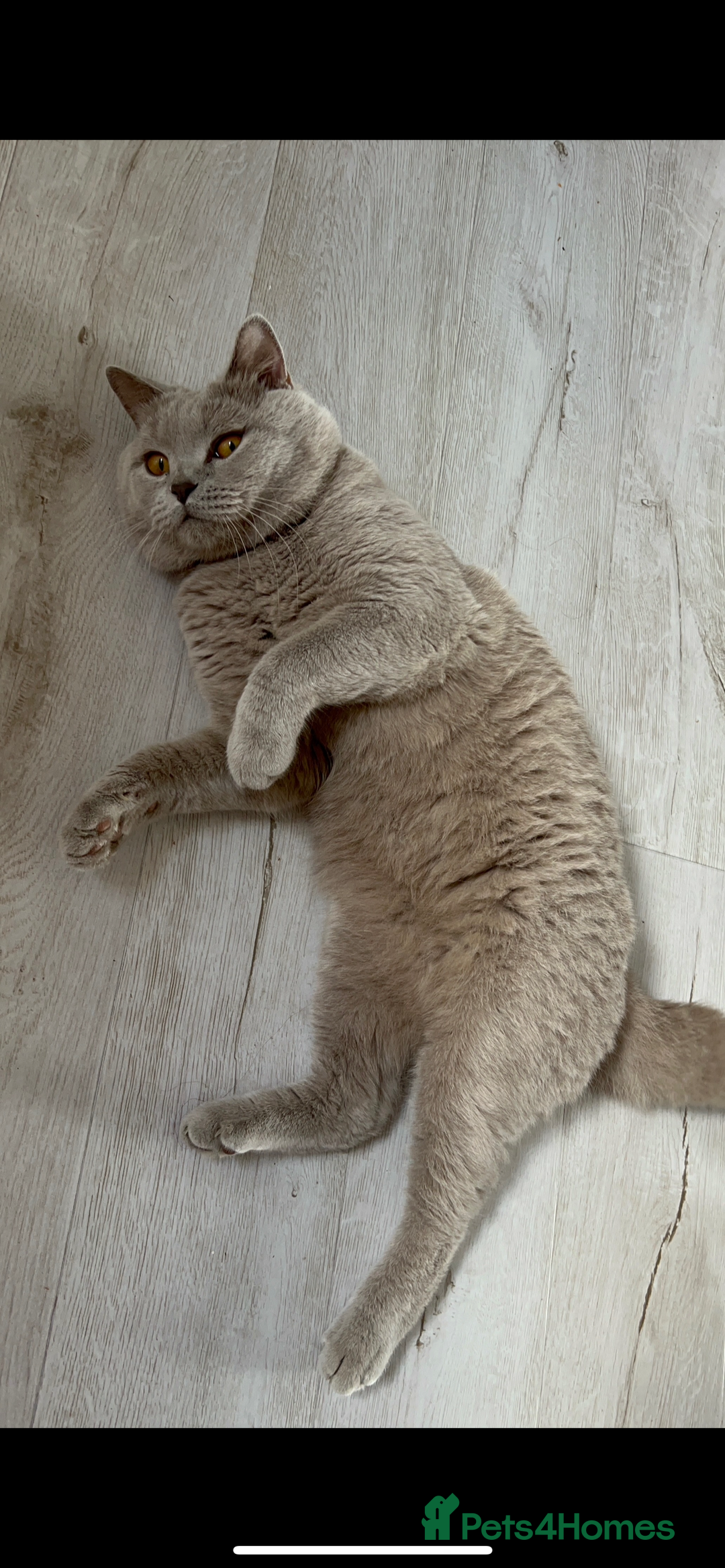 British Shorthair cats for sale: British shorthair kittens🩵 - Image 3