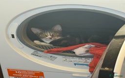 Bengal cats for sale: Brother and sister 7 months old very tiny still - Image 1