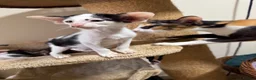 Oriental cats for sale: Pedigree GCCF Oriental Kittens  - Advert 9