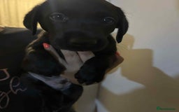 Labrador Retriever dogs for sale: Labrador puppies  - Image 9