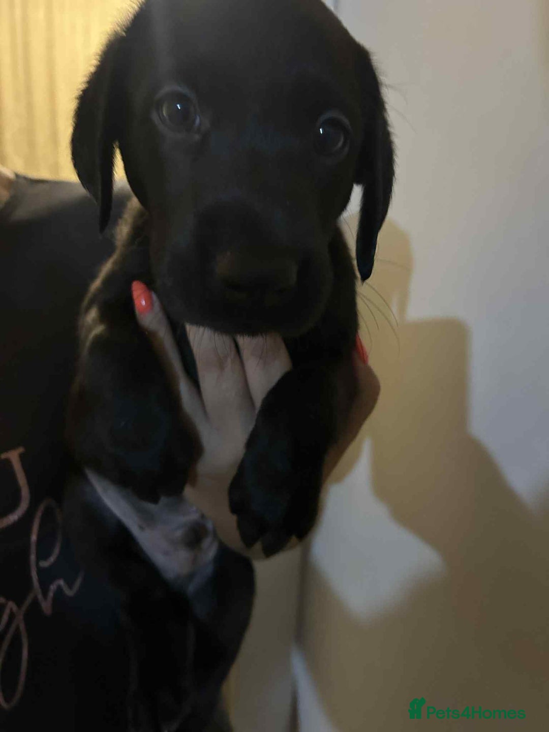 Labrador Retriever dogs for sale: Labrador puppies  - Image 9